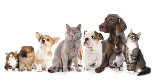 Dicas para minimizar o impacto dos fogos para seus animais