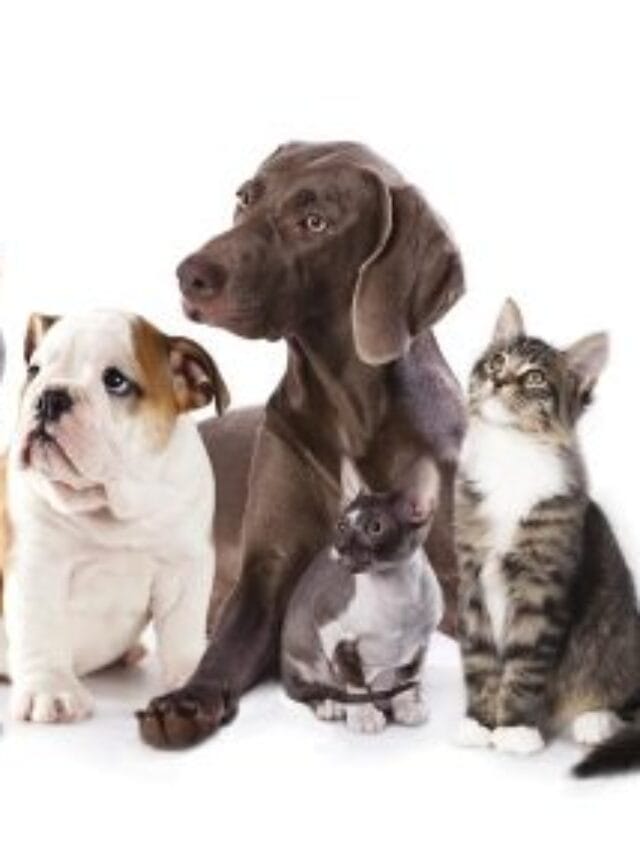 cropped-PETS-1.jpg