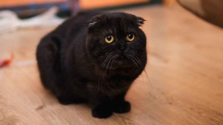 Gato preto encolhido como se estivesse com medo dos barulhos de rojões