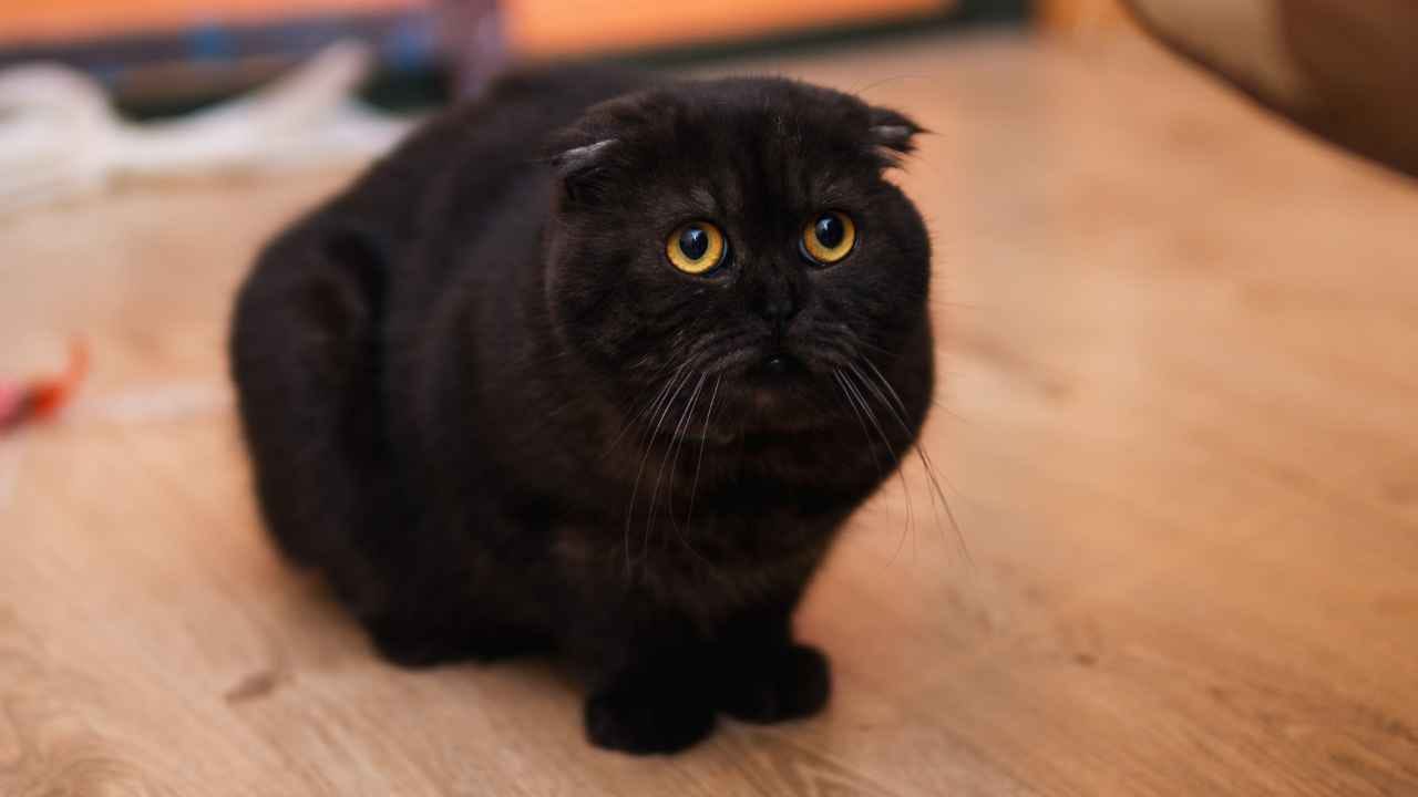 Gato preto encolhido como se estivesse com medo dos barulhos de rojões