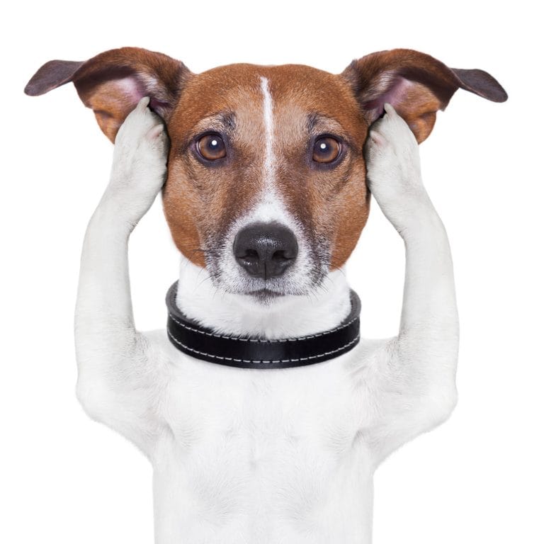 Como prevenir seu pet contra rojões
