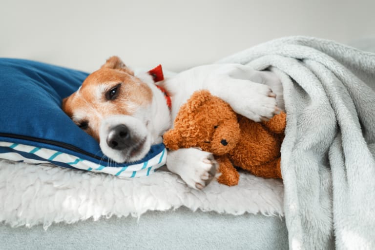 Arquitetura para pets: como criar um cantinho confortável?