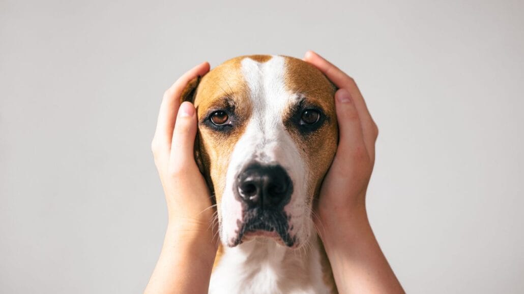 humano tapando os ouvidos de um cachorro com as mãos