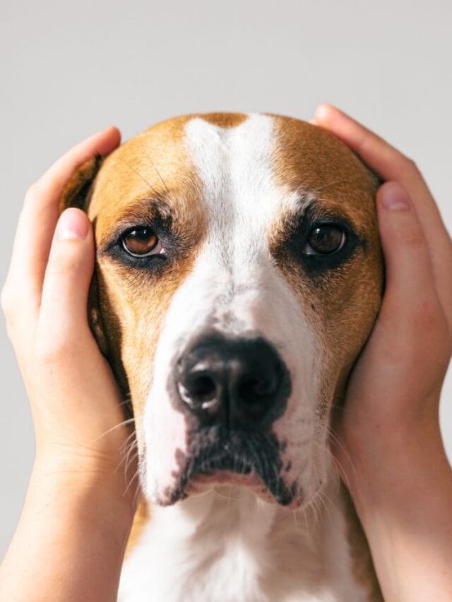 humano tapando os ouvidos de um cachorro com as mãos