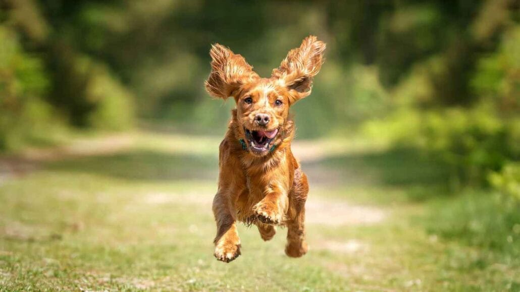 Cachorro correndo ao ar livre com expressão alegre e orelhas balançando