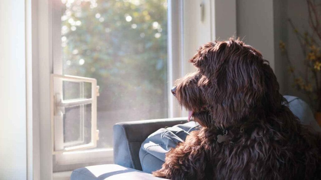 Cachorro peludo sentado no sofá observando pela janela antiirruido aberta