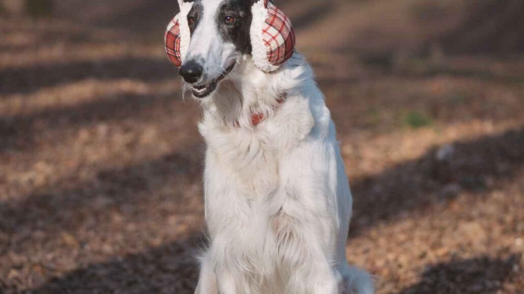 Cachorro grande sentado ao ar livre usando protetores acolchoados nas orelhas